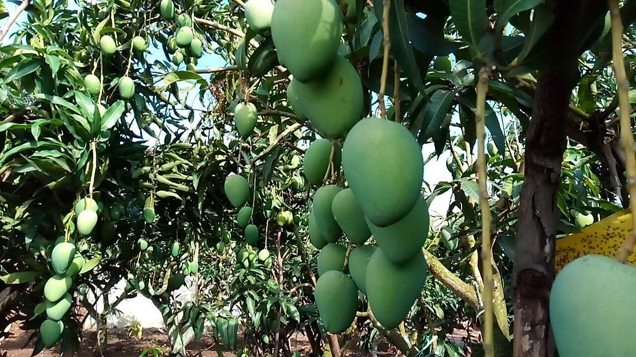 覃斗芒果2.jpg